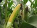 SA maize gains for fifth day