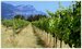 Local wine exports reached record high in 2012 Local wine exports reached record high in 2012
