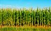 SA cuts maize forecast