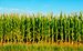 SA maize rises most in two months SA maize rises most in two months