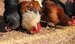 Watchdog to make poultry-duty call Watchdog to make poultry-duty call