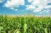 SA maize falls after USDA report