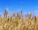 German grain harvest higher despite floods German grain harvest higher despite floods