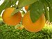 Asian bacteria threatens Florida oranges Asian bacteria threatens Florida oranges