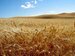 Barley crop can bring N$200 million boost to local farmers says Namibia Breweries Barley crop can bring N$200 million boost to local farmers says Namibia Breweries